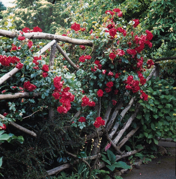 Jardin clôture et jardin frontières idées vieux bois idée roses rouges