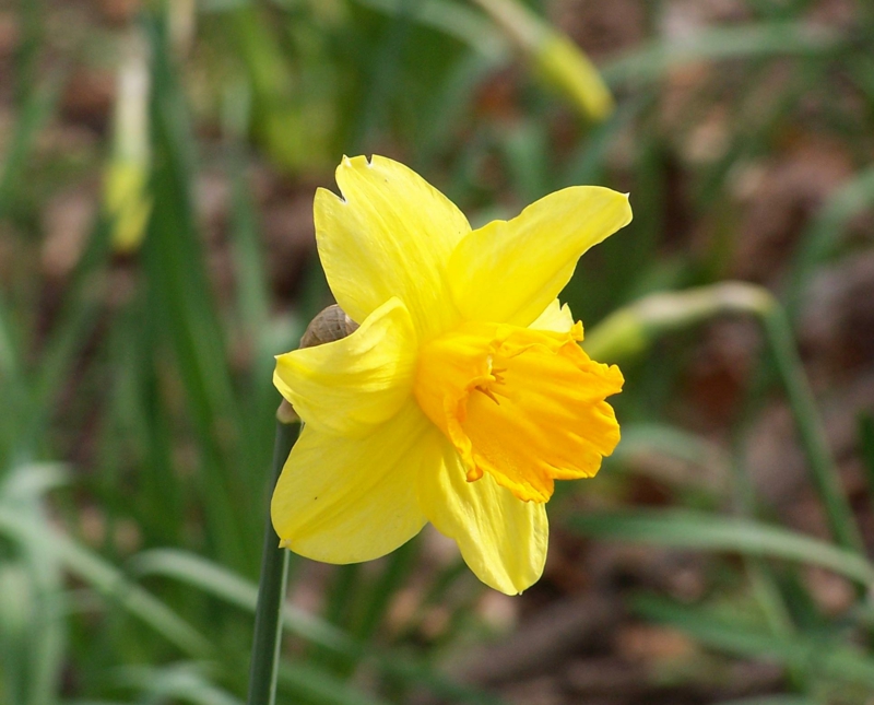 黄水仙水仙pseudonarcissus美丽的春天花图片