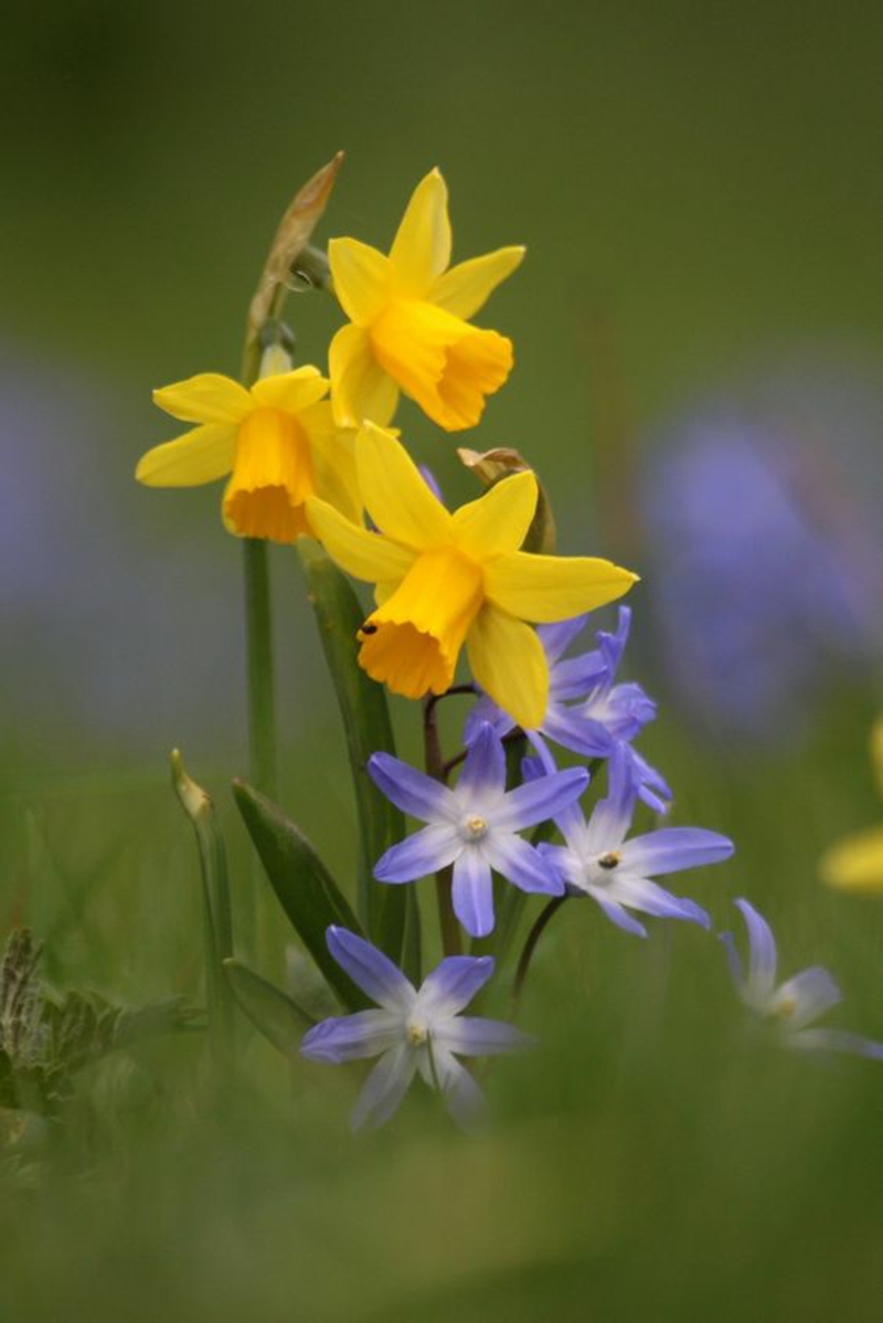 黄水仙和雪花照耀春天的花朵图片
