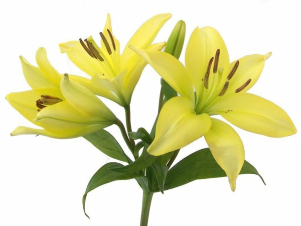 жълти лилии цветя, означаващи градински растения