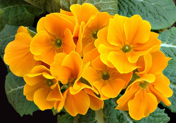 צהוב primroes יפה פרחים גן צמחים