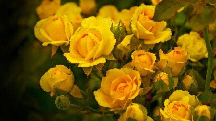 geltonos rožės gėlės
