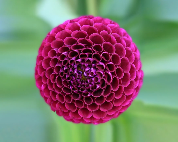 几何形状大丽花开花紫罗兰