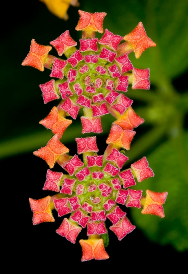 geometrinės figūros egzotinių gėlių