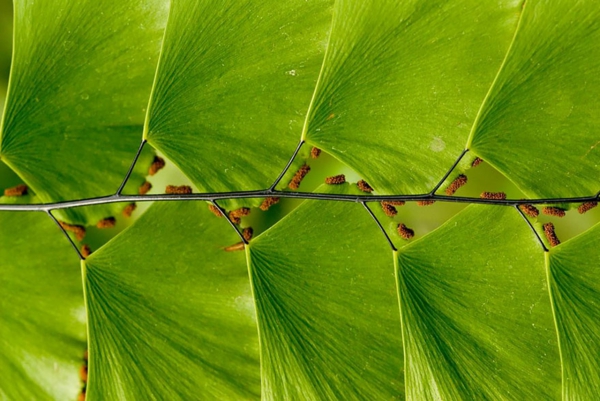 formas geométricas hojas de árbol de ginkgo