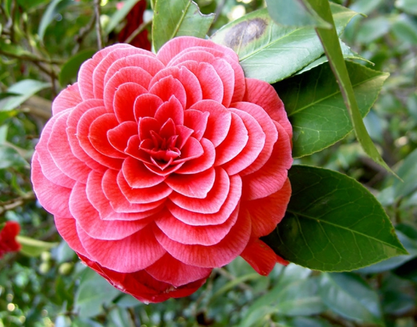 自然形状红色山茶花开花