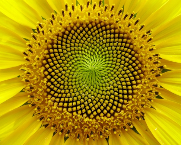 几何形状向日葵开花