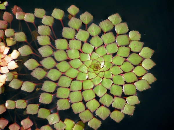 geometrinės figūros vandens augalas ludwigia sedioides sedum panašus į Ludwigie