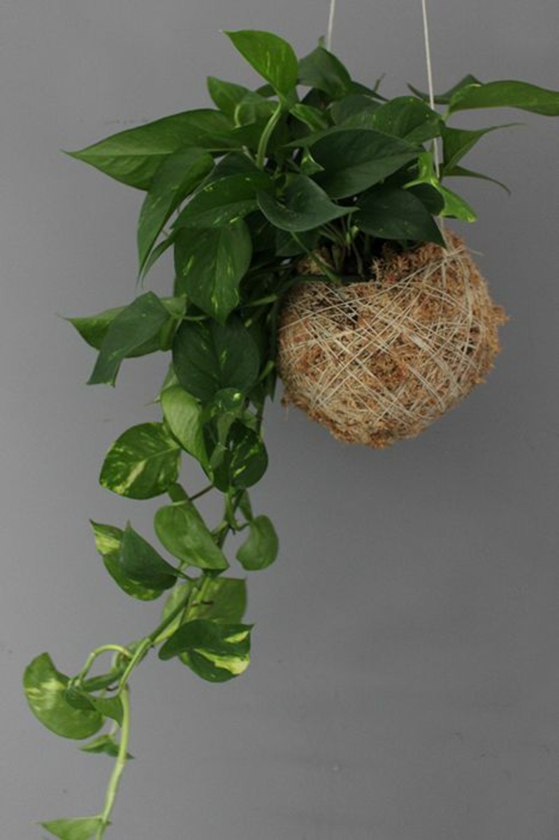 giftige indendørs planter Efeutute hængende stueplanter