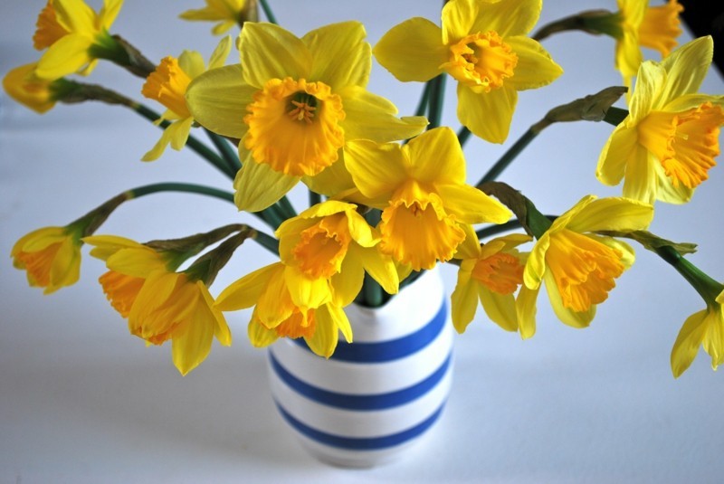 δηλητηριώδη φυτά εσωτερικού χώρου daffodils κομμένα άνθη