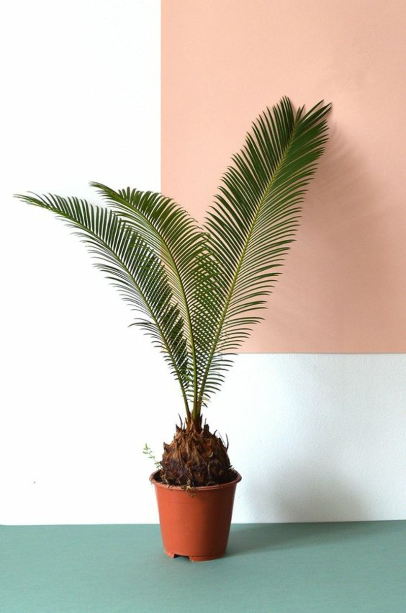 δηλητηριώδη φυτά εσωτερικού χώρου Palm είδος Sago palm