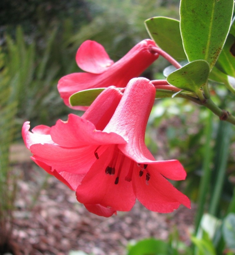 δηλητηριώδη φυτά εσωτερικού χώρου Rhododendron lochiae rhododendron