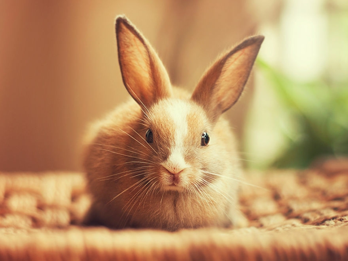 Conejo feliz representa el pequeño tooni