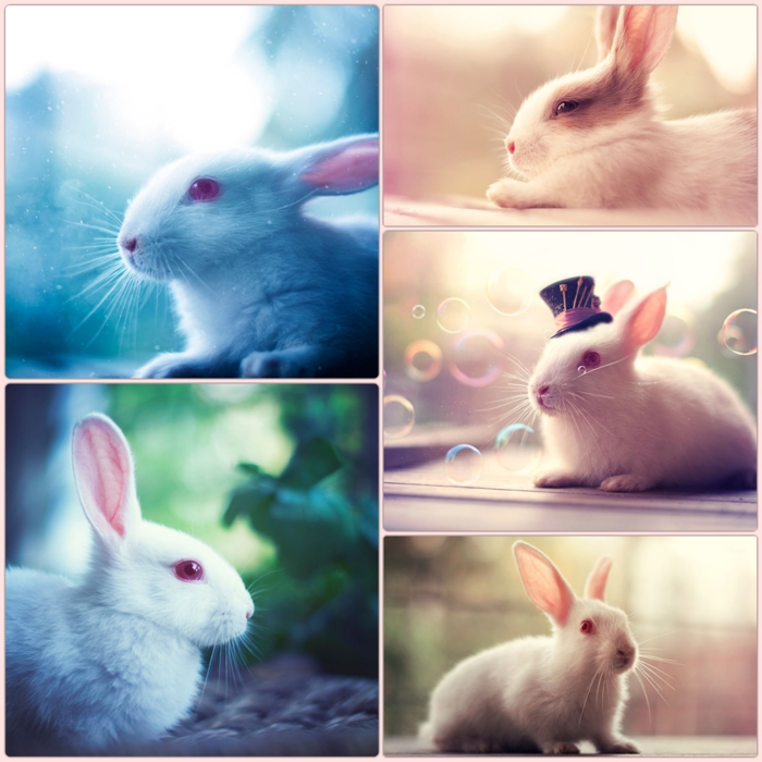 fotos de conejo feliz fotografía de conejo doméstico