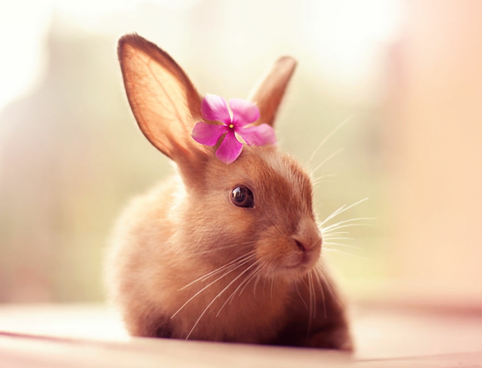 fotos felices del conejo con la flor cariñosamente agraciada