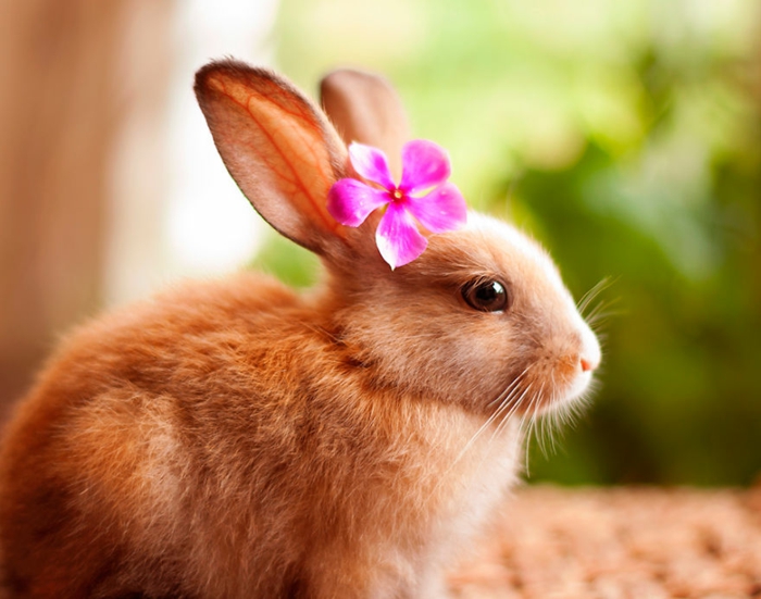 felices fotos de conejo con flores