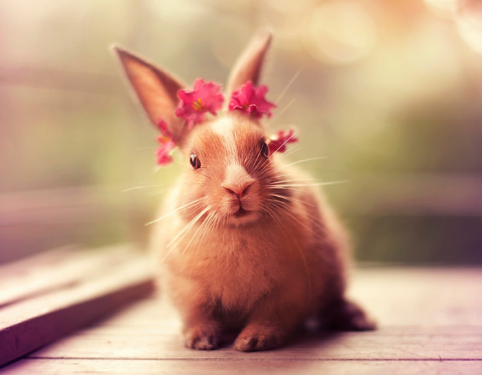 felices fotos de conejo decoradas con flores