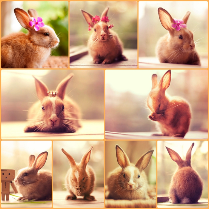felices conejos fotos lindos conejos domésticos
