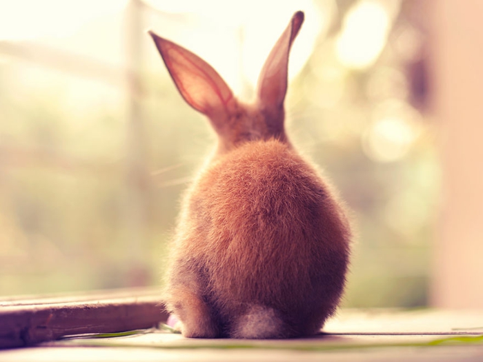 fotos de conejos domésticos de vuelta linda cola