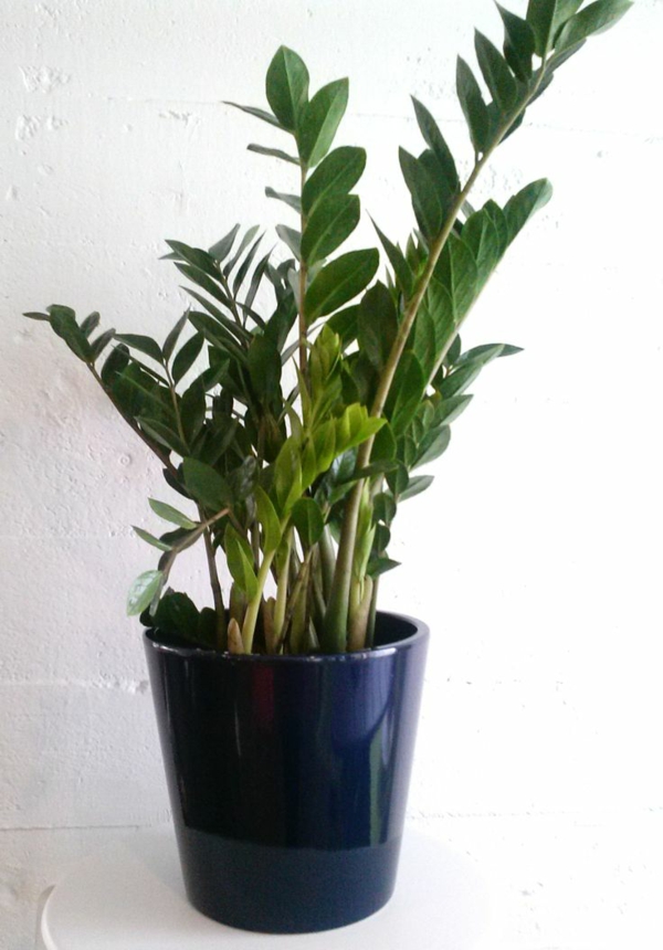幸运的春天室内植物小光zamioculcas zamiifolia