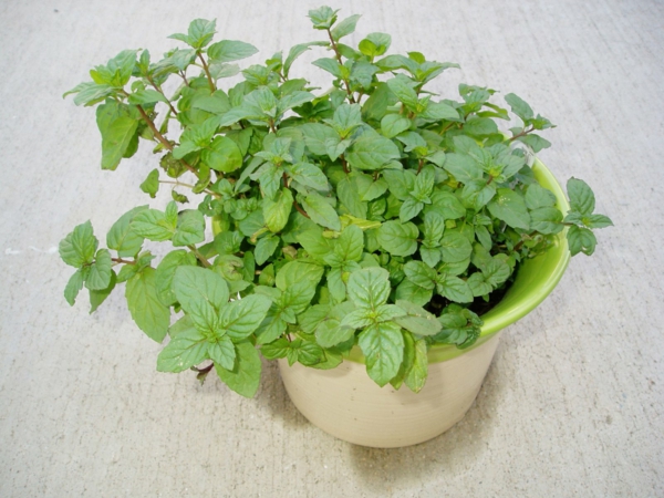 Planting green mint flowerpot