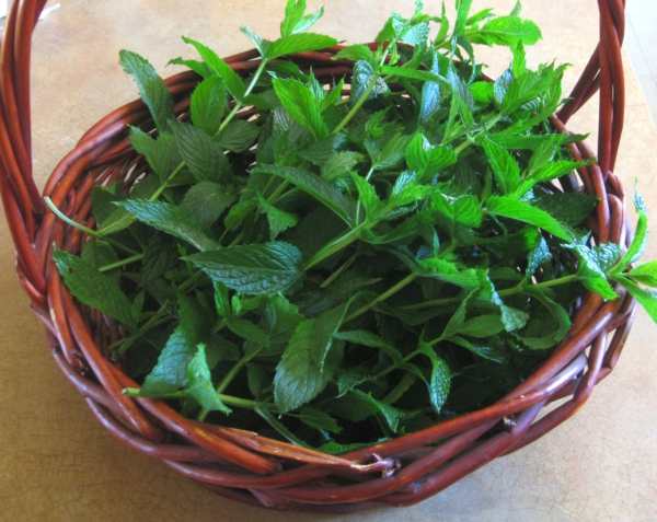 preparing green mint tea healthy life