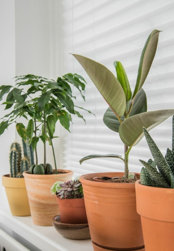 vert plantes d'intérieur photos plantes en pot caoutchouc arbre cactus succulents