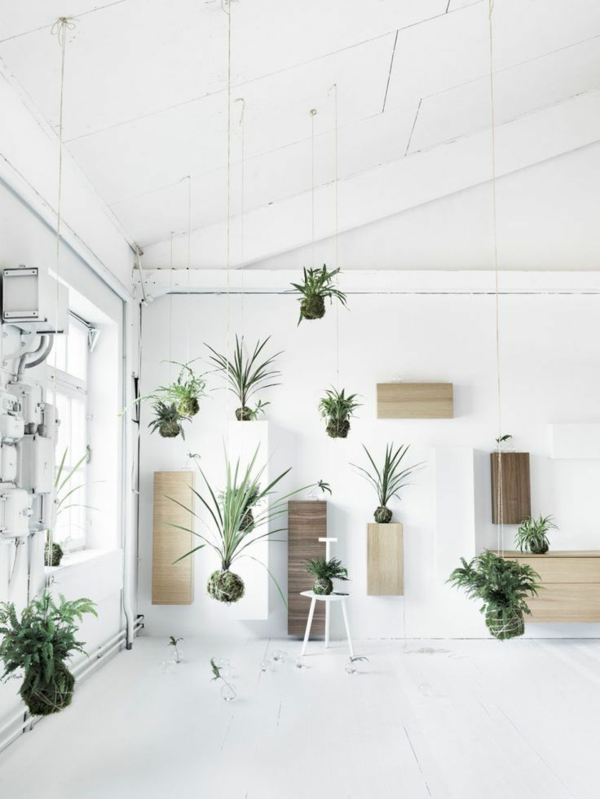 挂植物装饰想法来确定室内植物