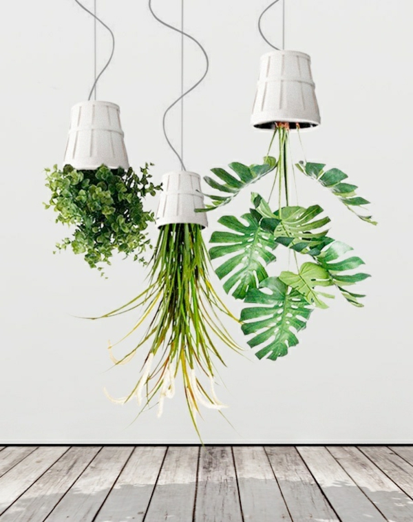 将植物倒挂装饰想法来确定室内植物