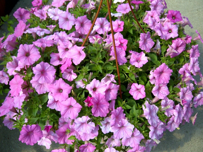 hængende planter balkon lilla petunia