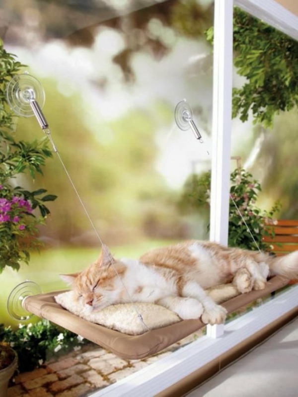 Καθημερινή γάτα περιποίηση κρεβατιών κρεβατοκάμαρα από το παράθυρο