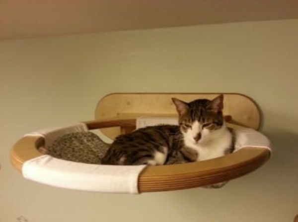 chat domestique choyer des chats meubles lit construire mur