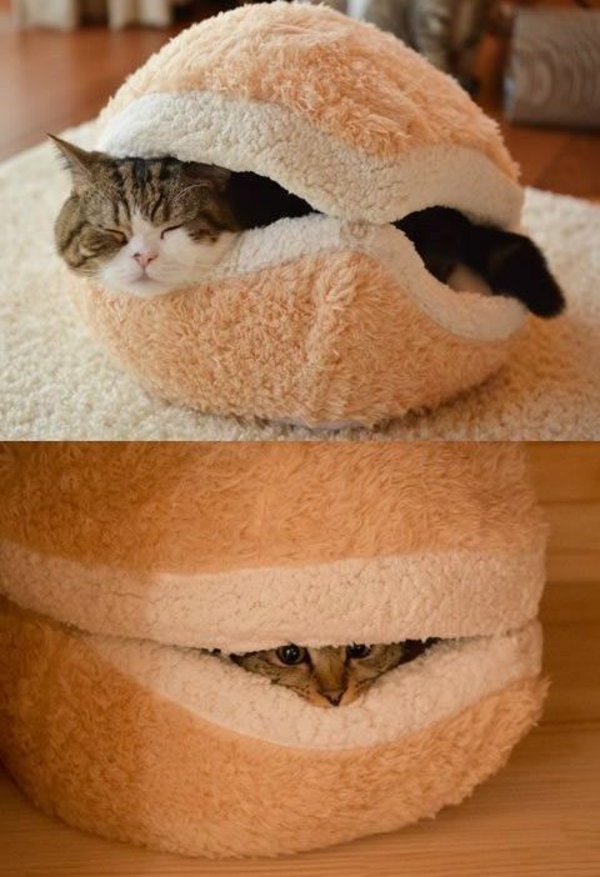 Εγχώρια γάτα περιποιημένα κρεβάτια έπιπλα γάτες αφράτο