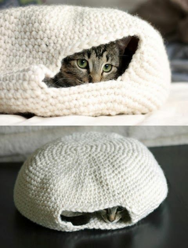 chat domestique choyer des chats meubles lit tricoté