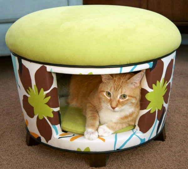 chat domestique choyer des chats meubles lit tabouret sur rouleau