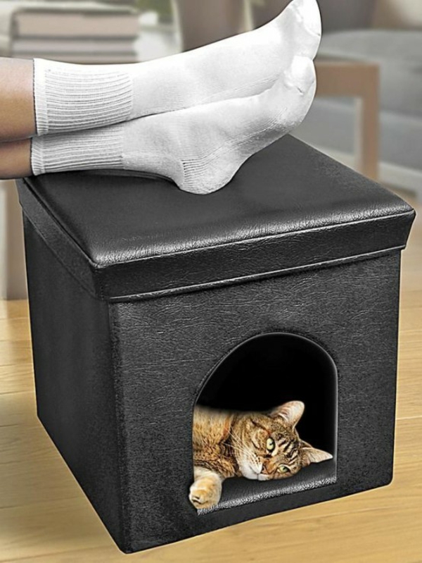 Chat domestique choyer des chats meubles lit tabouret avec ouverture