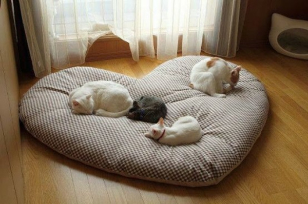 chats pour animaux chouchou chats meubles lit oreiller coeur forme