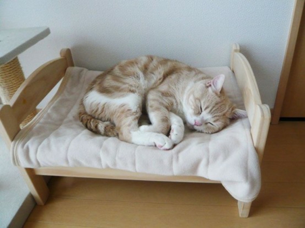 σπίτι γάτα περιποιηθείτε γάτες έπιπλα έπιπλα κρεβάτι οικοδομήσουμε ξύλο