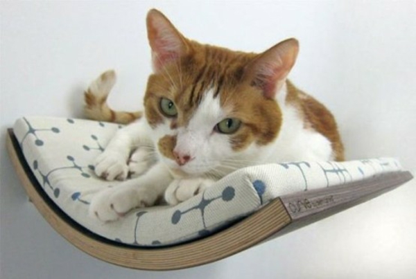 Chat domestique choyer des chats meubles lit mural