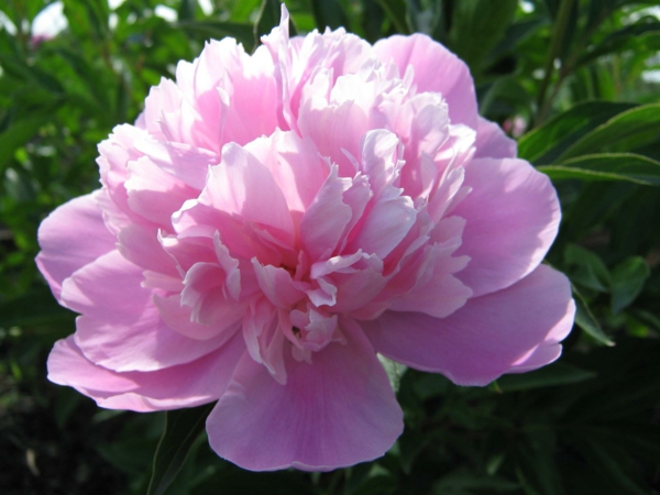 ανοιχτό ροζ λουλούδι παιώνων που σημαίνει διακοσμητικές ιδέες