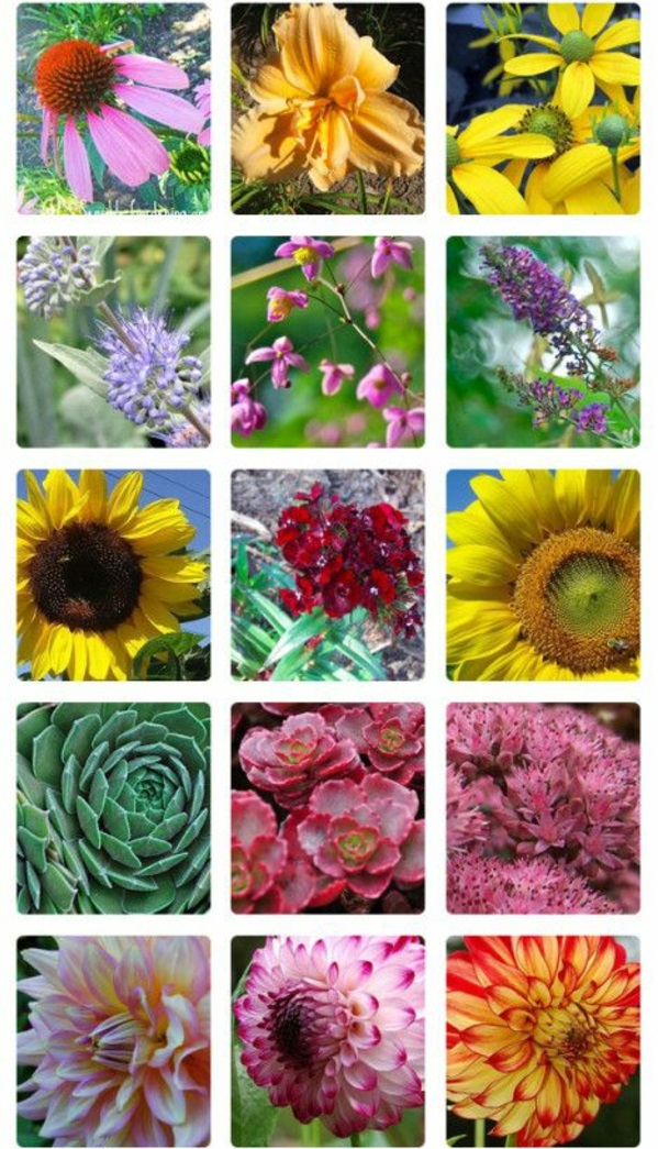 rudens gėlių sodinimo tipai