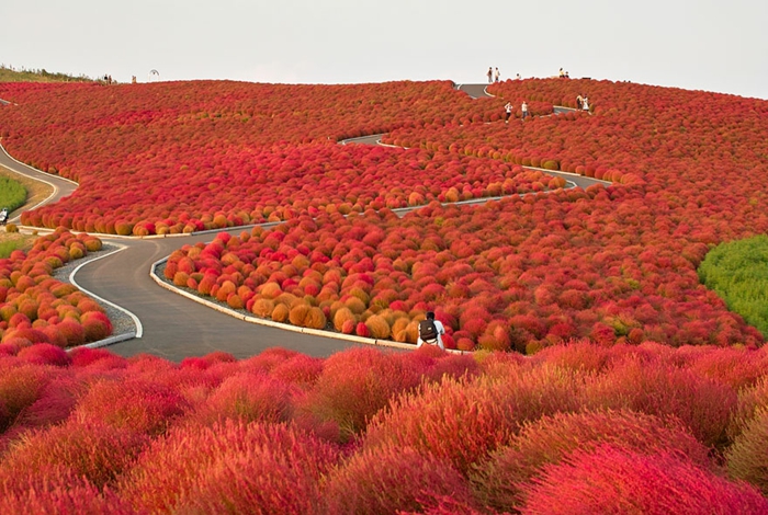 日立公园日本美丽的山水画红色季节