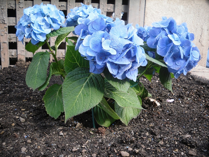 八仙花属淡蓝色园艺关心