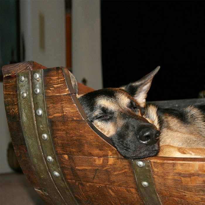 construye una cama para perros tú mismo de un viejo barril de vino