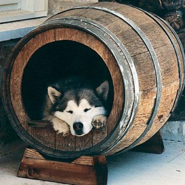 dogs bed build wooden barrel old