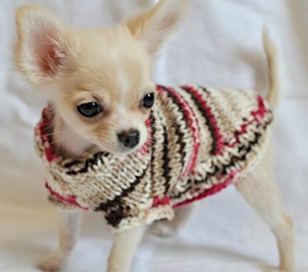 Куче пуловер Плетиво DIY проекти Домашни любимци