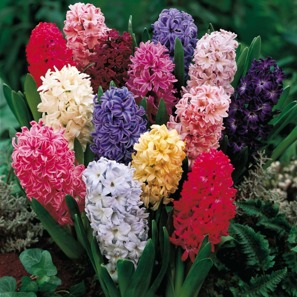 Υακίνθια λουλούδια χρωματισμένα όμορφα λουλούδια κήπων