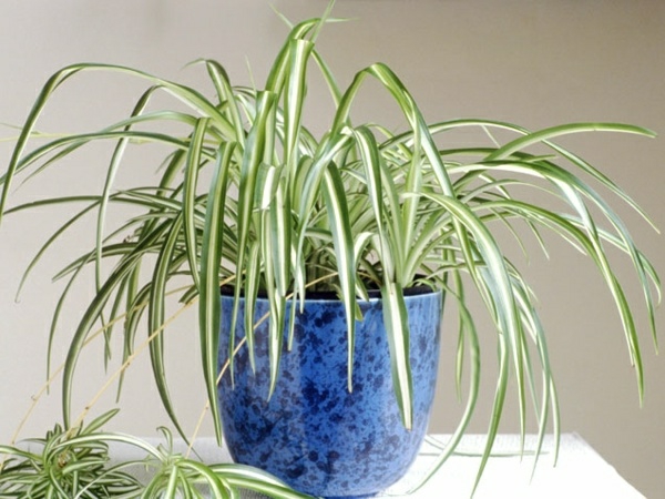 indendørs have design indendørs planter arter grøn lilje