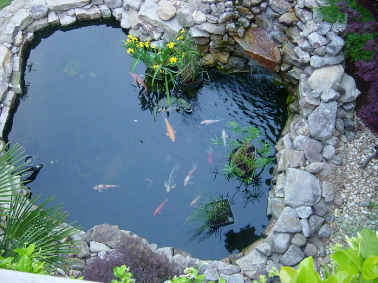 inspirant jardin étang images jardin idées étang avec poisson étang de pêche