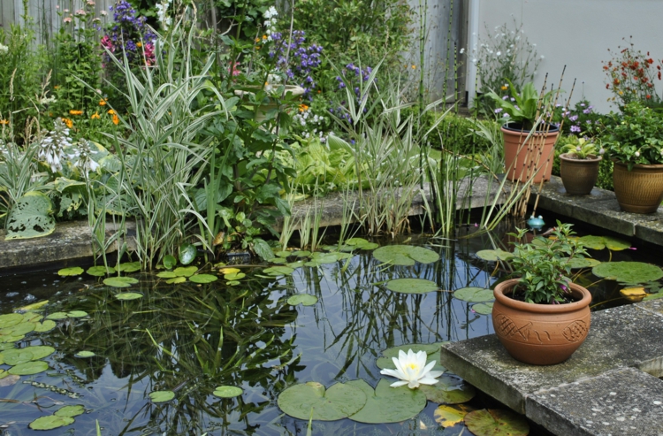 inspirant étang de jardin photos étang aquatique